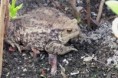 Ropucha obecná - samice